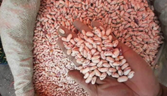 Sugar Beans - Image 2